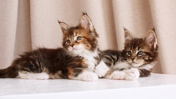Gestreepte Grijze Kittens Ligt op het Podium en iPlaying. Kattenshow. Leuke grappige huisdier. Huisdier. 4k — Stockvideo