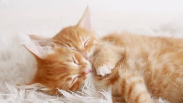 Roztomilá zrzavá koťátka spí na kožešinové bílé přikrývce. Probudí se koťata, zívne a protáhne se. Koncept šťastný rozkošný kočka zvířata. — Stock video