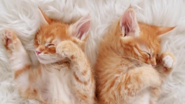 Lindos gatitos jengibre durmiendo en una manta blanca de piel. Concepto de Felices Adorables Mascotas Gato. — Vídeos de Stock