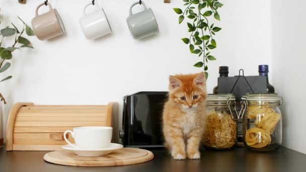 Mutfak masasında oynayan sevimli kızıl kedi yavrusu. Küçük çizgili kedi masada oturuyor ve kameraya bakıyor. — Stok video