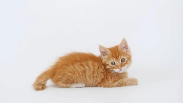 Ginger Kitten juega sobre un fondo blanco aislado. Lindo pequeño gato rojo observa. Lindas mascotas caseras divertidas. Animales domésticos. —  Fotos de Stock