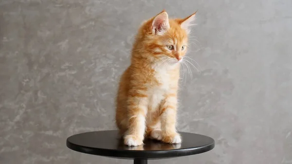 Ginger Kitten spelen zittend op een stoel op grijze achtergrond. Kattenshow. Concept van Aanbiddelijke Kat Huisdieren. — Stockfoto