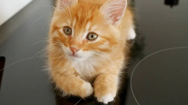 Ginger Kitten grać na izolowanym białym tle. Słodki mały czerwony kot obserwuje. Słodkie śmieszne domowe zwierzaki. Zwierzęta domowe. — Zdjęcie stockowe