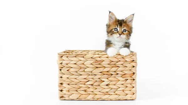 Gatito gris rayado jugando en una canasta sobre un fondo blanco. Gato escondido en la cesta. Gatito salta de la cesta y mira a la cámara Fotos De Stock Sin Royalties Gratis