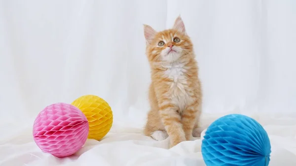 Kattkramande med en liten boll. Söt ingefära Kattunge leker med bollen. Söta roliga husdjur Royaltyfria Stockfoton