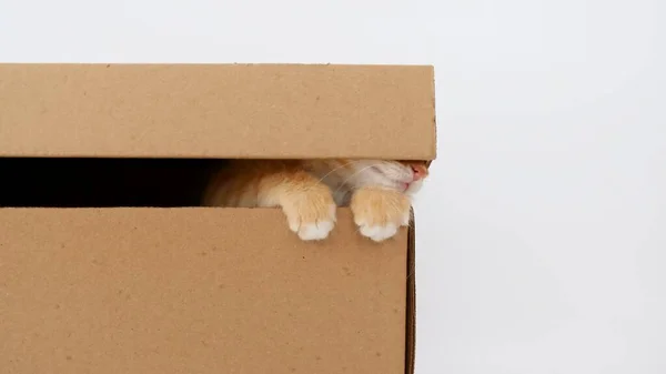 Lindo Ginger Kitten en una caja de cartón. Gato escondiéndose en caja. Imagen De Stock