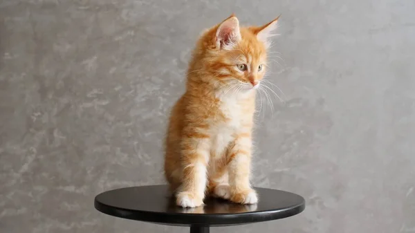 Gatito de jengibre jugando sentado en una silla sobre fondo gris. Show de gatos. Concepto de Adorables Mascotas Gato. Imagen De Stock