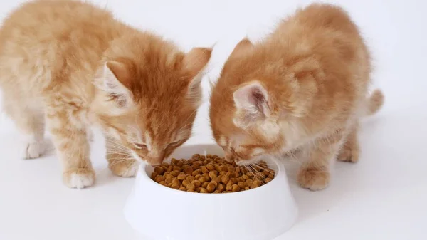 Due gattini allo zenzero che mangiano cibo fresco secco per gatti per piccoli gattini. I gatti rossi mangiano da un piatto di cibo. Pubblicità cibo gattino. Rallentatore Foto Stock