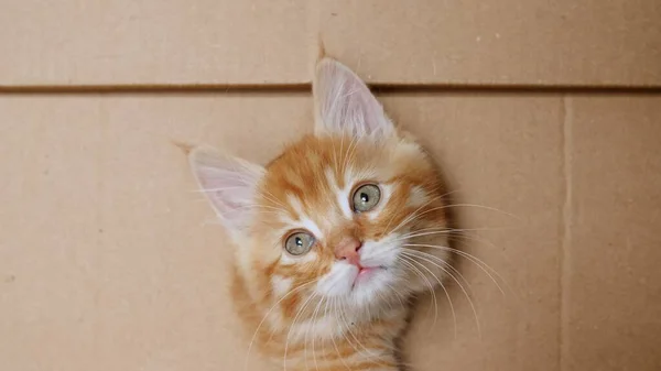 Lindo Ginger Kitten saliendo de un agujero en una caja de cartón. Gato escondiéndose en caja. Fotos De Stock