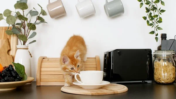Carino gattino rosso che gioca sul tavolo della cucina. Piccolo gatto a strisce rossicce seduto sul tavolo e guardando la fotocamera Immagine Stock