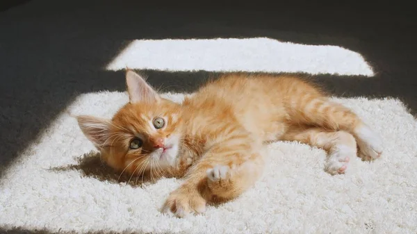 Ginger Kitten solar sig i ljuset av en sol och skuggor. Ingefära katt sover, dagtid katt sover. Begreppet bedårande söta husdjur. Royaltyfria Stockbilder