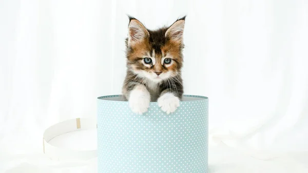 Gestreept Grijs Kitten in een Present Blue Box Happy Birthday Gift Surprise. Kat verstopt zich in een doos. Kitten springt uit de doos. Leuke grappige huisdier. — Stockfoto