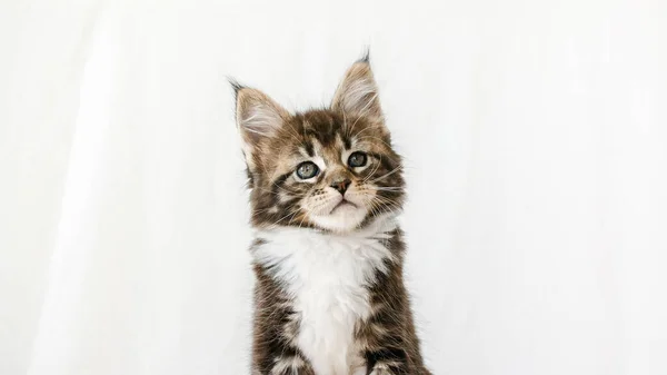 Cute Grey Kitten Maine Coon rasy pozowanie na białym tle. Wystawa kotów. Pojęcie uroczego kota Zwierzęta domowe. — Zdjęcie stockowe