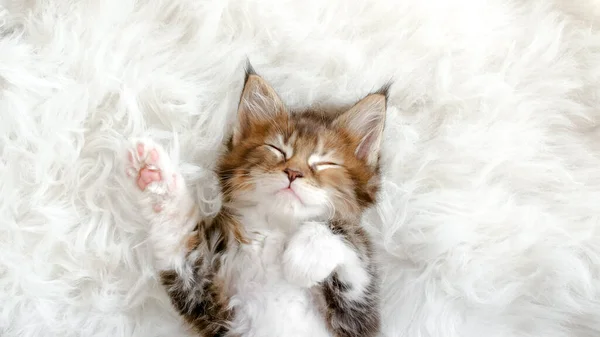 Сіра смугаста кішка спить. Kitty Sleeping on a Fur White Blanket (англійською). Концепція привабливих котячих тварин. — стокове фото