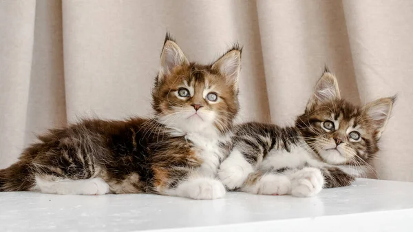 Striped Grey Kittens leży na Podium i iPlaying. Wystawa kotów. Słodkie Śmieszne Zwierzęta domowe. Zwierzęta domowe. — Zdjęcie stockowe