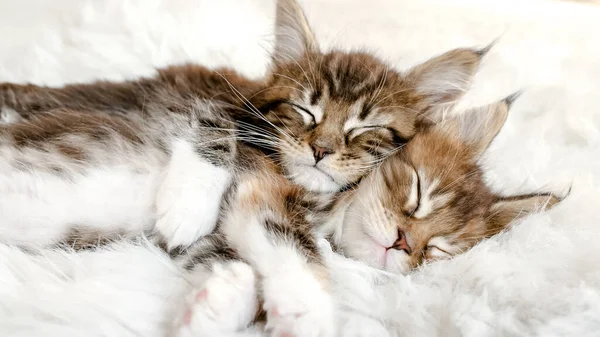 Gatinhos listrados cinzentos a dormir. Kitty dormindo em um cobertor branco de pele. Baby Cat Dormindo. Conceito de animais de estimação adoráveis. — Fotografia de Stock