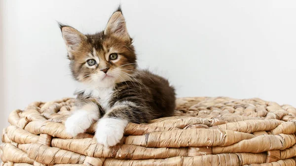 Gestreepte Grey Kitten Kijken zittend op een mand op een witte achtergrond. Kattenshow. Concept van Aanbiddelijke Kat Huisdieren. — Stockfoto