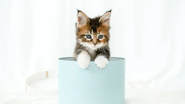 Gattino grigio a strisce in una scatola blu regalo di buon compleanno sorpresa. Gatto nascosto nella scatola. Il gattino salta fuori dalla scatola. Carino simpatici animali domestici. Immagini Stock Royalty Free