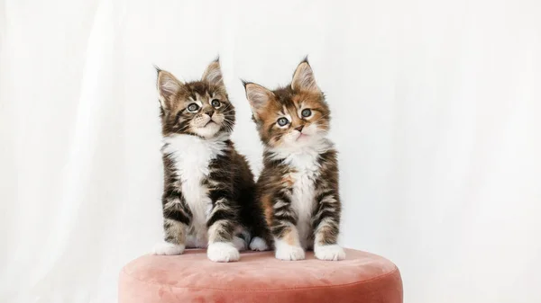 Simpatici gattini grigi che guardano seduti su un pouf rosa su uno sfondo bianco. Cat Show. Concetto di adorabile gatto animali domestici. Immagini Stock Royalty Free