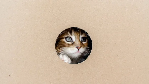 Randig grå kattunge som tar sig ut ur hålet i en pappkartong. Katt gömma sig i rutan. Stockbild