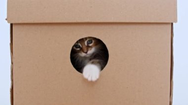 4K çizgili gri kedi yavrusu karton bir kutunun içindeki delikten çıkıyor. Kutuda Saklanan Kedi.