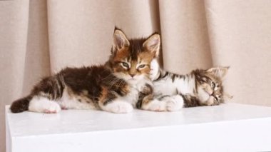 Çizgili Grey Kittens Podyumda Yalanlar ve iPlaying. Kedi Şovu Sevimli, komik ev hayvanları. Evcil hayvan. 4k