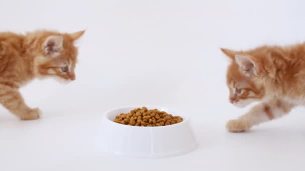 2匹の生姜子猫は小さな子猫のために新鮮なドライキャットフードを食べています。赤い猫は食べ物の皿から食べる。猫料理を宣伝する。スローモーション — ストック動画