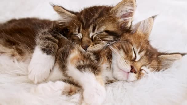 4k Graugestreifte Kätzchen schlafen. Kitty schläft auf einer weißen Decke aus Pelz. Katzenbaby schläft. Konzept der liebenswerten Katzenhaustiere. — Stockvideo