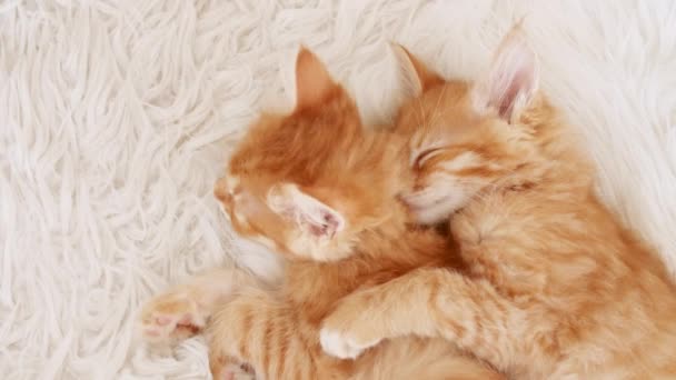 Χαριτωμένα γατάκια Τζίντζερ Κοιμούνται σε μια άσπρη κουβέρτα. Τα γατάκια ξυπνούν, τα χασμουρητά και τα τεντώματα. Έννοια του Happy Adorable κατοικίδια γάτα. — Αρχείο Βίντεο
