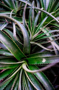 Dönen kaktüs bırakır