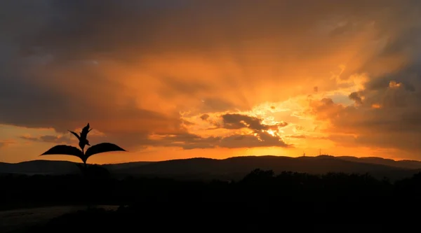 Umbrian yaprak günbatımı — Stok fotoğraf
