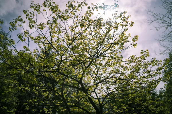 Blurred tree in sunlight May — Stock Photo, Image