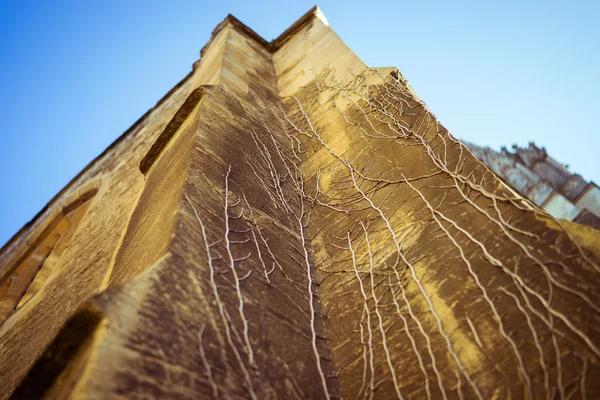 Blurred sandstone vines — Stock Photo, Image