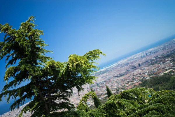 Ağaç Barca üzerinde bulanıklık