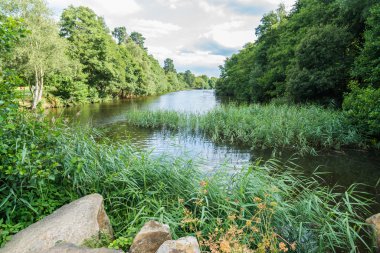 Virginia taş sazlık  