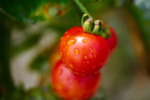 Garden tomatoes — Stock Photo, Image