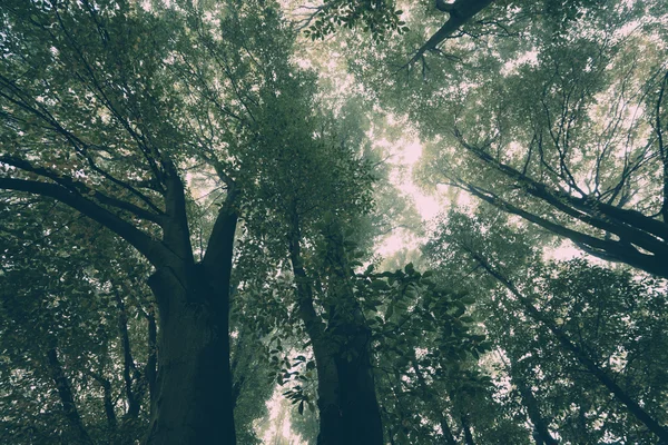 Туманные деревья выше — стоковое фото