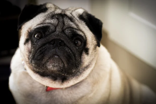 Sad pug face — Stock Photo, Image
