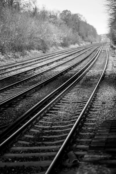 Onur meşe portre mono