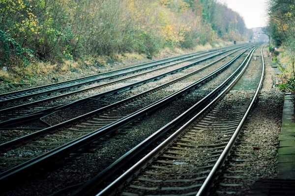 Onur meşe parça parlak