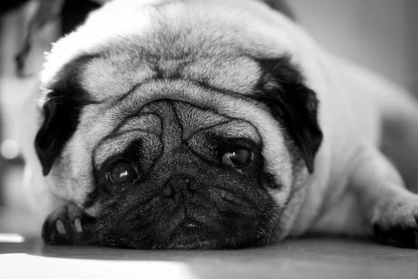 Saddest pug face mono Royalty Free Stock Photos