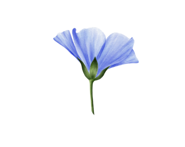 Mavi keten çiçeğinin suluboya çizimi. Tebrik kartı, tekstil, ambalaj, kırtasiye ve dekoratif öğelerin tasarımında kullanılabilir.