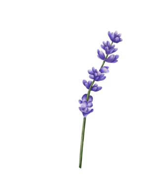 Lavanta filizi suluboya çizimi. Narin mor çiçekler ve ince yeşil bir gövde doğa, konfor ve sükunet atmosferi yaratır. Tebrik kartları ve ambalaj için mükemmel