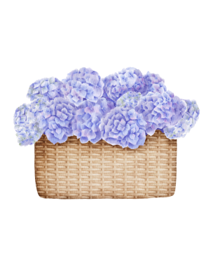 Dokuma sepetindeki narin mavi ve leylak ortancalarının suluboya çizimi. Beyaz arka planda zarif ve şık bir çiçek sergisi. Tebrik kartları, ambalajlar, posterler için mükemmel.