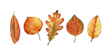 Süsleme, kartpostallar, posterler ve tasarım için suluboya sonbahar yaprakları.