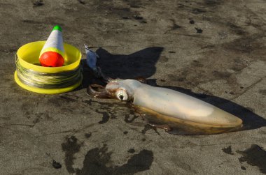 Mürekkep balığı zemin kalamar jig üzerinde hileli