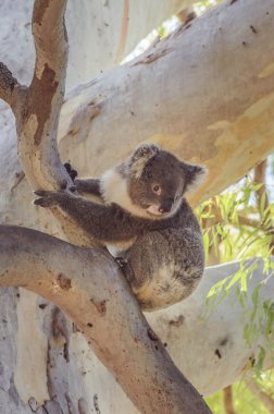 Şirin Koala Okaliptüs ağacı Avustralya bush yaban hayatı anim üzerinde oturur