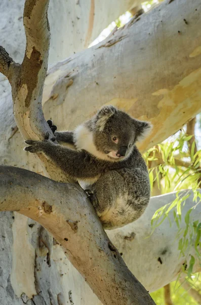 Cute Koala sits on eucalyptus tree Australian bush wildlife anim — Stock Photo, Image