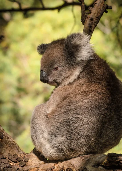 Lindo koala se sienta en eucalipto árbol australiano arbusto fauna anim — Foto de Stock
