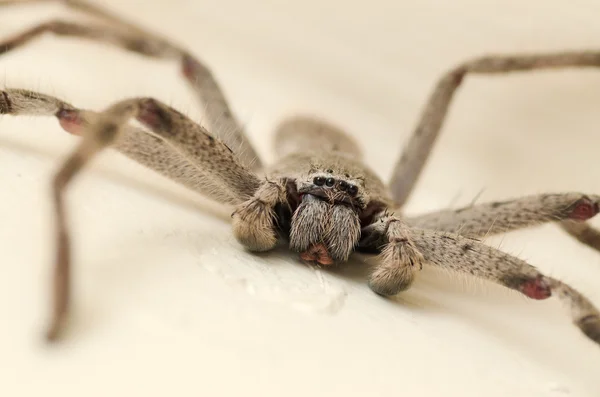 Avustralya Huntsman örümcek Close-Up
